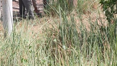 رفع كفاءة المسطحات الخضراء بنادي الفيروز والتعاون