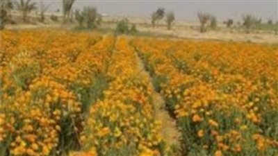 زراعة الوادي الجديد تعلن فتح باب التقديم لمسابقة الابتكار في قطاع النباتات الطبية والعطرية