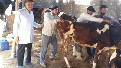 تحصين 192 ألف رأس ماشية ضمن فاعليات الحملة القومية للتحصين بالبحيرة 