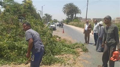 ضمن مبادرة 100 مليون شجرة البدء في تجميل المدن وزراعة الأشجار بالمنيا