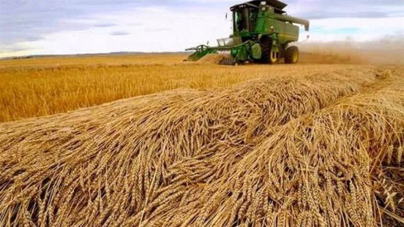 حصاد القمح