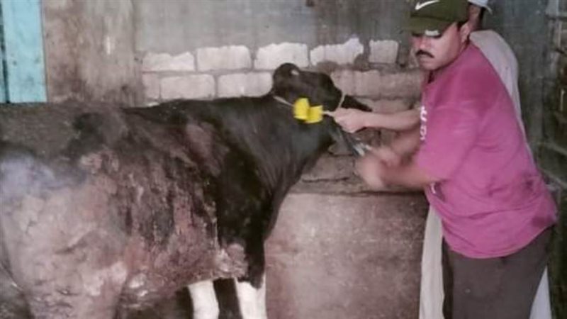 تحصين 300 ألف رأس