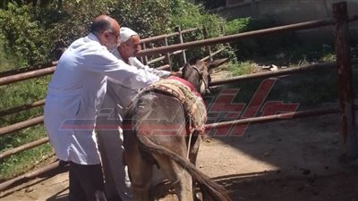 الكشف البيطري على الحيوانات بقلين في كفر الشيخ