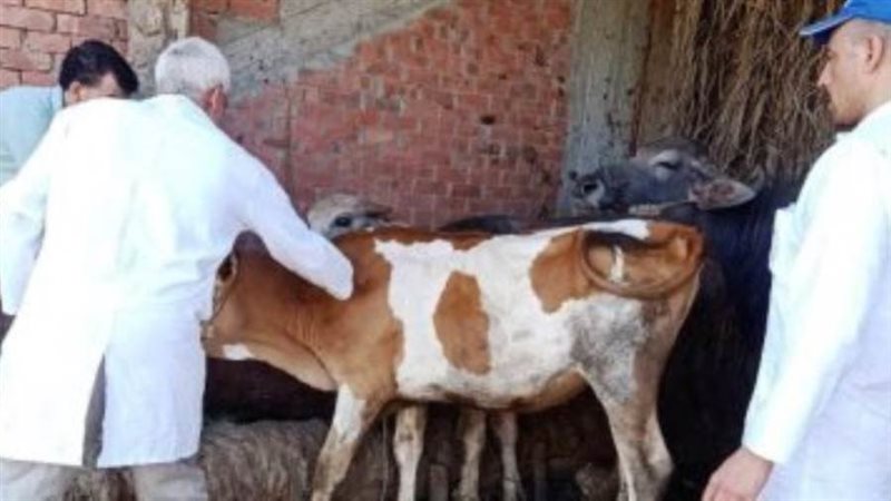 تحصين الثروة الحيوانية