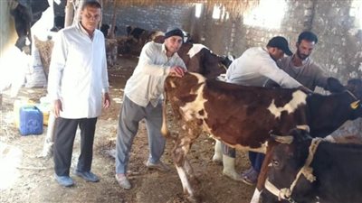 الطب البيطري.. تحصين 378 ألف رأس ماشية ضد الأمراض بالبحيرة 