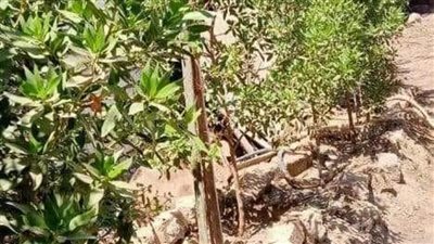 المنيا.. زراعة أشجار مثمرة وزينة بمركزى ديرمواس وأبوقرقاص 