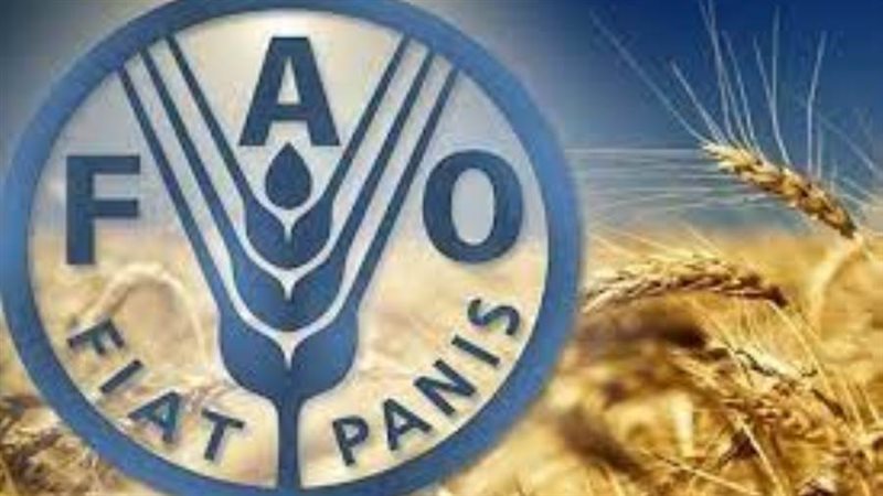 الفاو