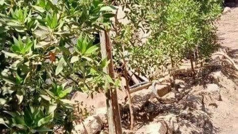 زراعة أشجار مثمرة