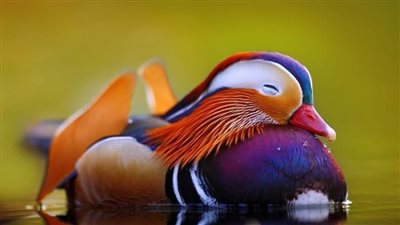 لم ينقرض بفضل مذاقه السيئ.. بط المندرين من أجمل الطيور حول العالم