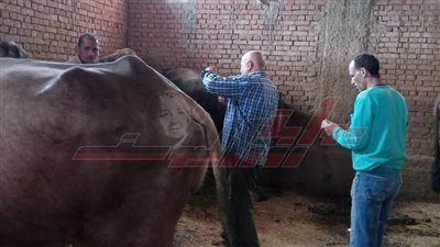 تحصين 190 ألف رأس ماشية ضد الحمى القلاعية والوادي المتصدع 