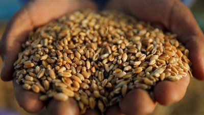عاجل| الحكومة: لا صحة للإفراج عن شحنات قمح فاسدة وغير صالحة للاستهلاك