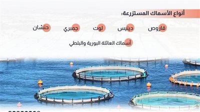 عاجل| بالإنفوجراف.. المزارع السمكية شرق قناة السويس في 17 معلومة