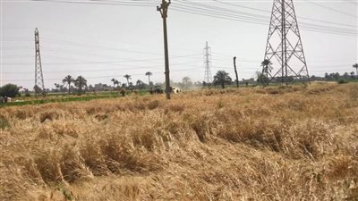 شون وصوامع المحافظة تواصل استقبال القمح وتوريد 478 ألف طن