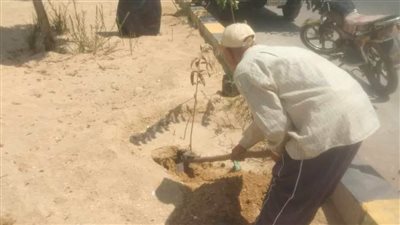 زراعة أشجار زينة ومثمرة بمركزي سمالوط ومطاي بالمنيا