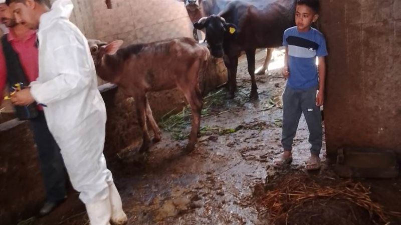 جهود مكثفة للطب البيطري