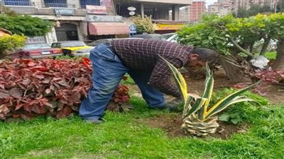 رفع كفاءة الحدائق العامة وزراعة النباتات بأحياء الإسكندرية