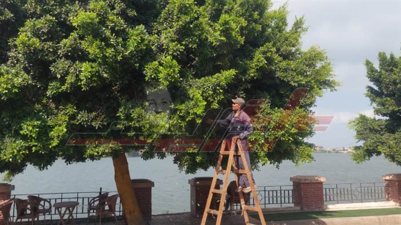 تقليم الأشجار