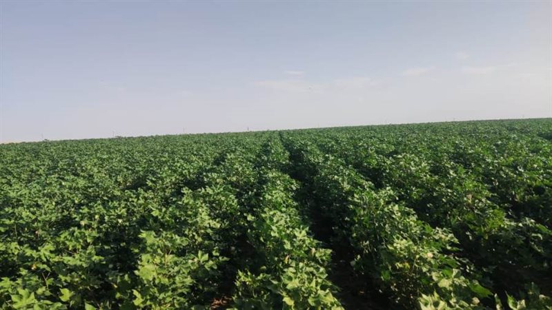 زراعة بالقطن في توشكي