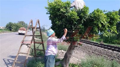 زراعة الأشجار بالشوارع والميادين ورفع كفاءة الحدائق وزياد زراعات المشاتل بكفر الشيخ