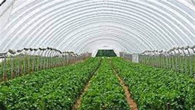 مستشار وزير الزراعة: مشروع الصوب الزراعية وفر لمصر المحاصيل في فترات أزمات عاشها العالم