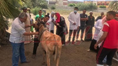 تحصين 200 ألف رأس ماشية ضد الحمى القلاعية والوادي المتصدع بكفر الشيخ