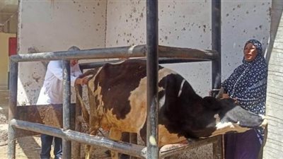 محافظ الغربية: تحصين أكثر من 200 ألف رأس ماشية ضد الحمى القلاعية والوادي المتصدع