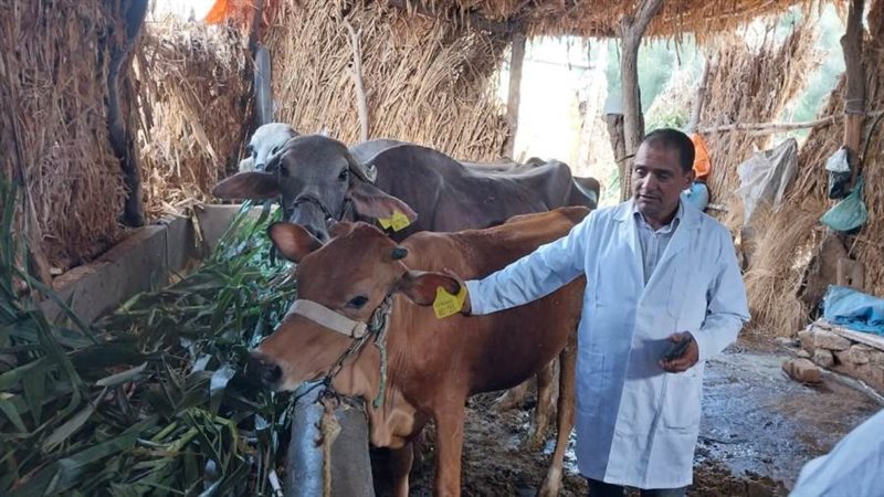 تحصن نصف مليون رأس