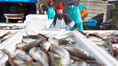 عاجل| الصين تحظر استيراد المأكولات البحرية من اليابان