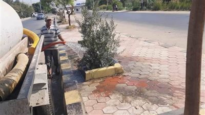 ضمن مبادرة 100 مليون شجرة.. استمرار زراعة أشجار زينة ومثمرة بمطاي بالمنيا