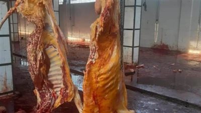 إعدام رأس ماشيه تزن 400 كيلو مصابة بمرض الصفراء بمجزر بملوى المنيا