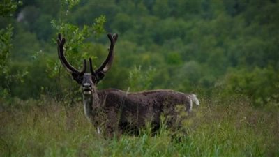 عاجل| دولة تأمر بقتل كل قطعان الرنة التي تسللت إلى روسيا..ما السبب؟
