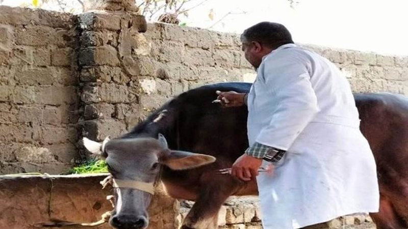 تحصين الثروة الحيوانية