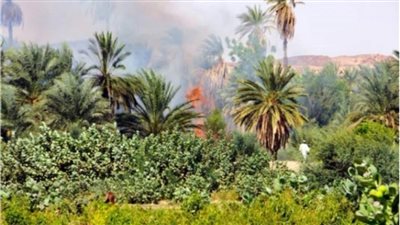 الحبس والغرامة عقوبة حرق مخلفات النخيل بالوادي الجديد 