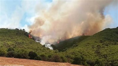 تونس: تضرر 80 هكتارا من الغابات ولا خسائر بشرية في حرائق بنزرت