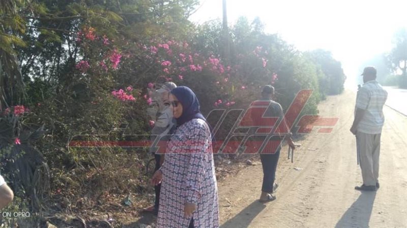 إزالة الأشجار