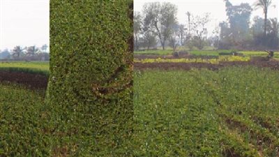 عاجل| سيمفونية الناس والغيطان.. ترصدها تقنية 360 درجة  