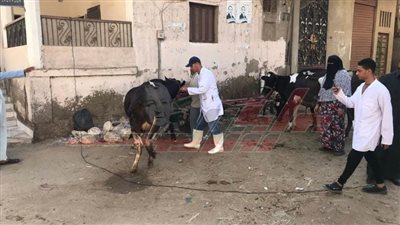تقدم الخدمات البيطرية للكشف على 660 رأس ماشية ودواجن بقرية بكفر الشيخ