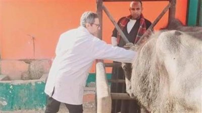بيطري المنيا تحصين 240 ألف رأس ماشية ضد الحمى القلاعية والوادي المتصدع