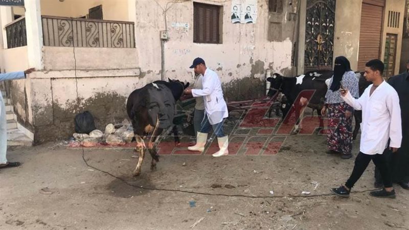 القافلة البيطرية