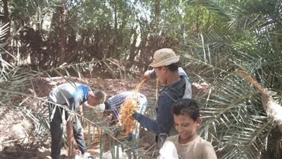 انطلاق موسم جنى البلح بالوادي الجديد ومجمع التمور يستقبل المزارعين