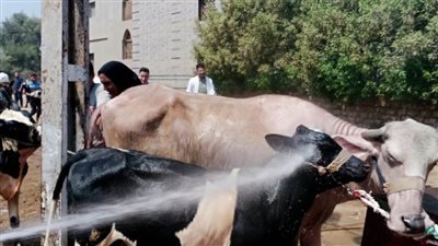 علاج 15 ألف رأس ماشية وتحصين 47 ألفًا بمحافظة البحيرة