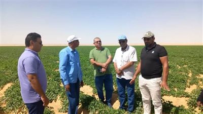 وكيل الزراعة بالوادي الجديد في جولة لمزارع الذرة والبطاطا بمركزي الداخلة والفرافرة
