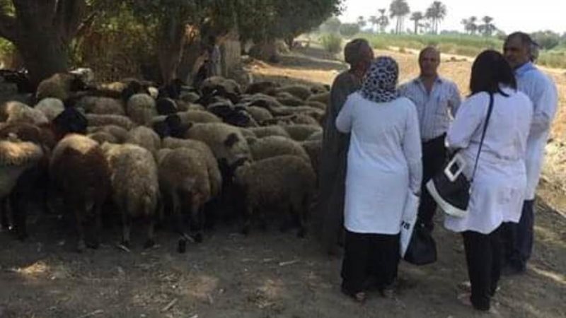 تحصين الماشية