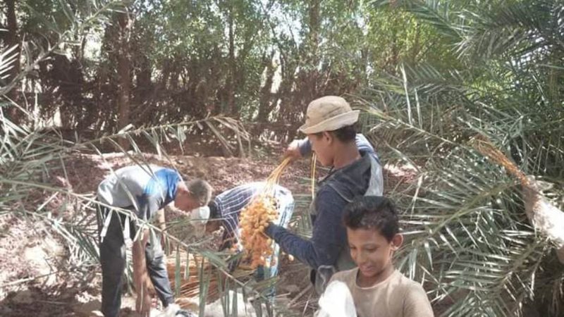 انطلاق مهرجان حصاد