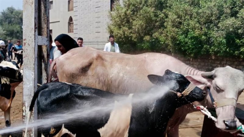 علاج 15 ألف رأس ماشية