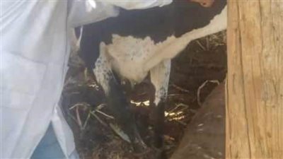 تقديم الخدمات البيطرية لـ 452 رأس ماشية خلال قافلة بيطرية مجانية بمركز ديرمواس بالمنيا