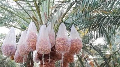 36 جنيها لشراء واستلام محصول البلح من المزارعين لمجمع التمور بالوادى الجديد