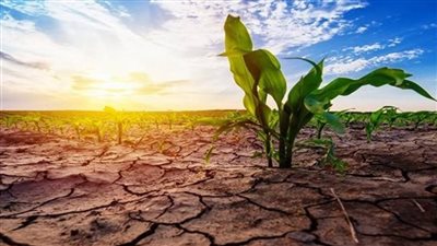 التغيرات المناخية ونخيل التمر.. سيناريوهات لإنقاذ الشجرة المباركة من آثار تغير المناخ