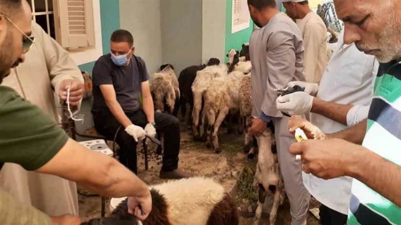 تسليم رؤوس ماشية