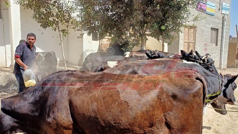 القافلة البيطرية